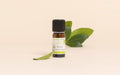 Niaouli Essential Oil Quality Newsletter