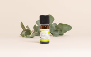 Blue Gum Eucalyptus Essential Oil Quality Newsletter - Image 3