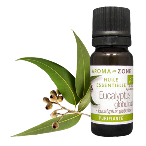 Blue Gum Eucalyptus Essential Oil Quality Newsletter - Image 2