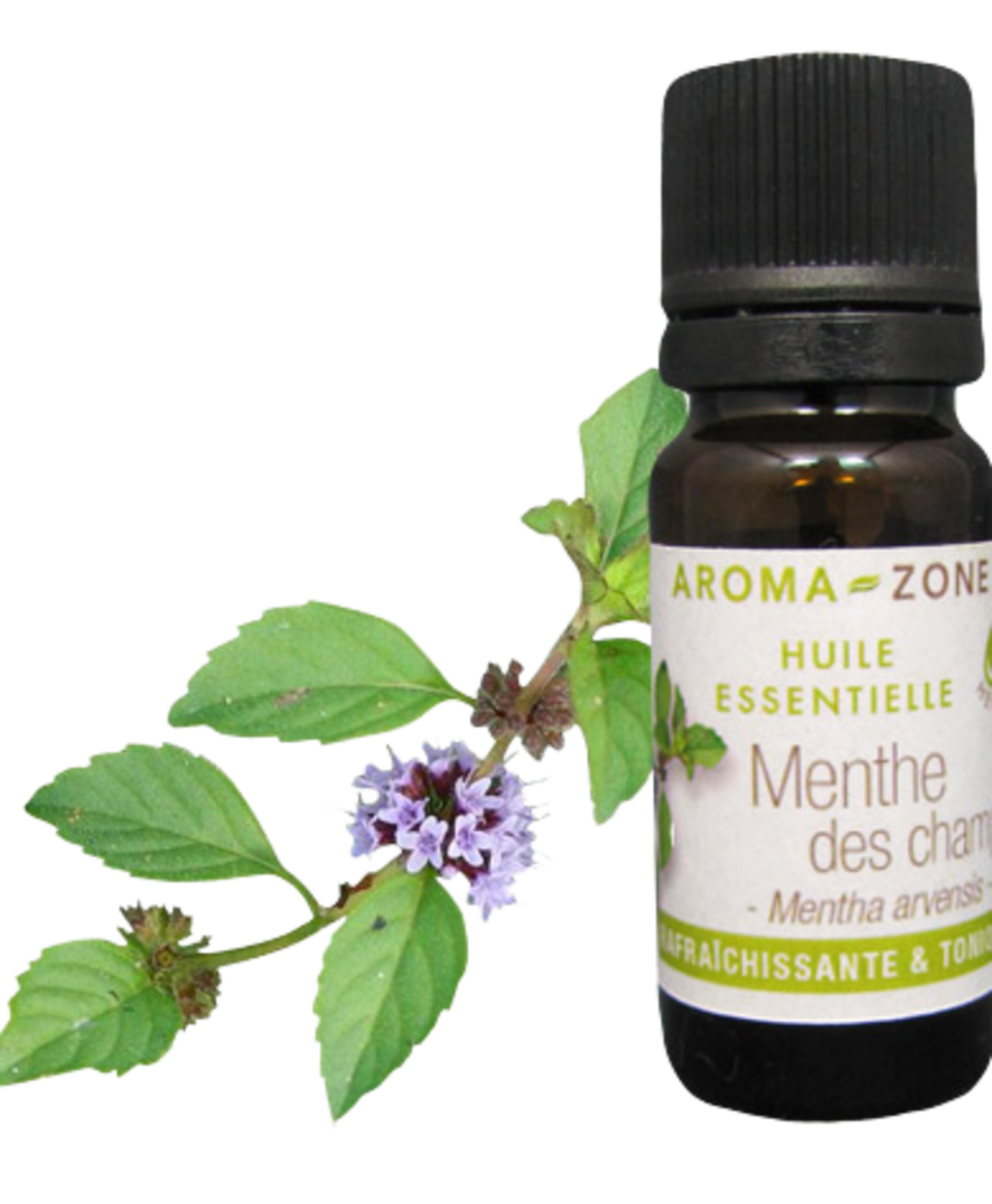 Wild Mint Essential Oil Quality Newsletter - Image 3