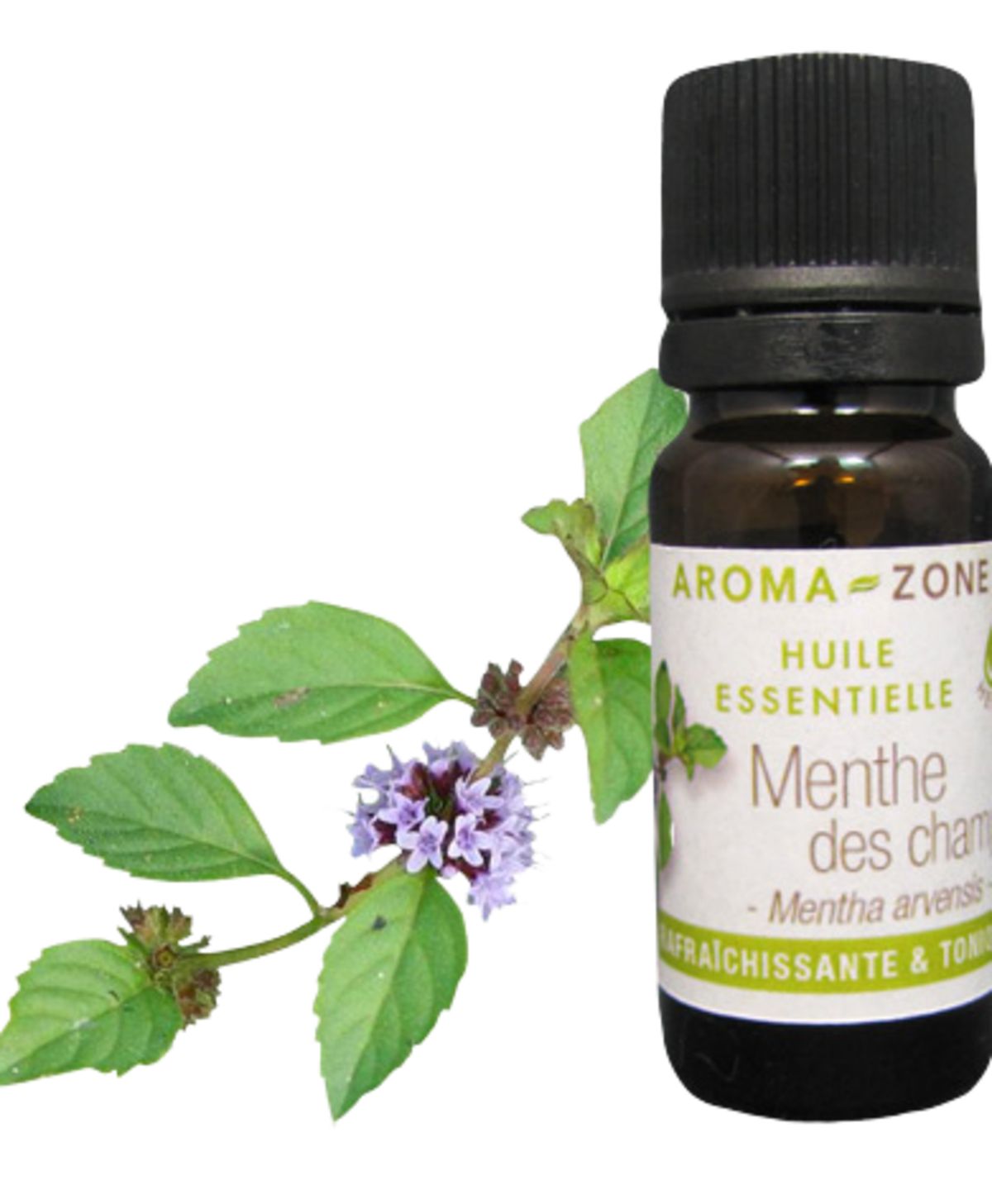 Wild Mint Essential Oil Quality Newsletter - Image 3