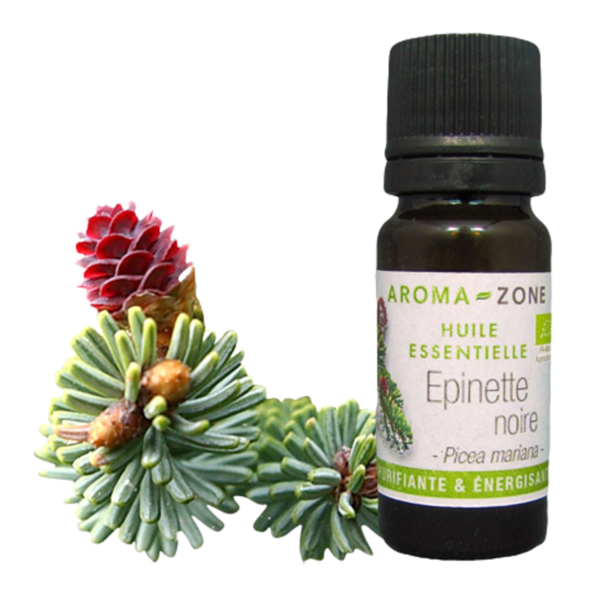 Black Spruce Essential Oil Quality Newsletter